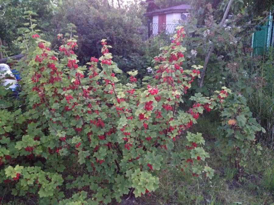 Działka rod Gdynia Mały Kack, ul. Grodnieńska. Zdjęcie 3