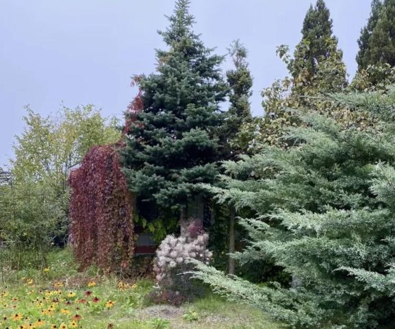 Działka rod Łódź Teofilów, Selerowa 25. Zdjęcie 16