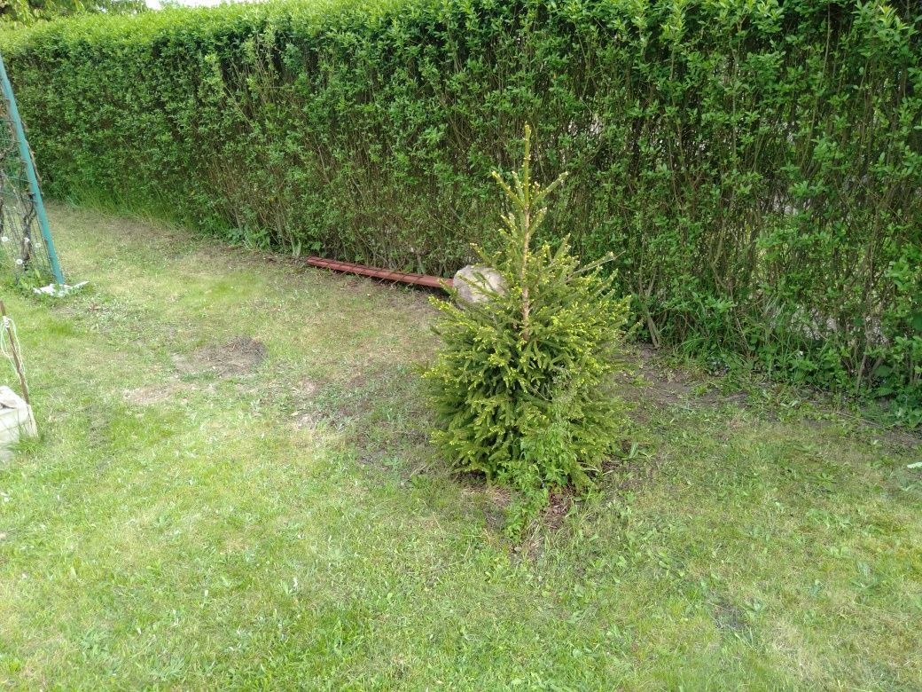 Działka rod Żary. Zdjęcie 8