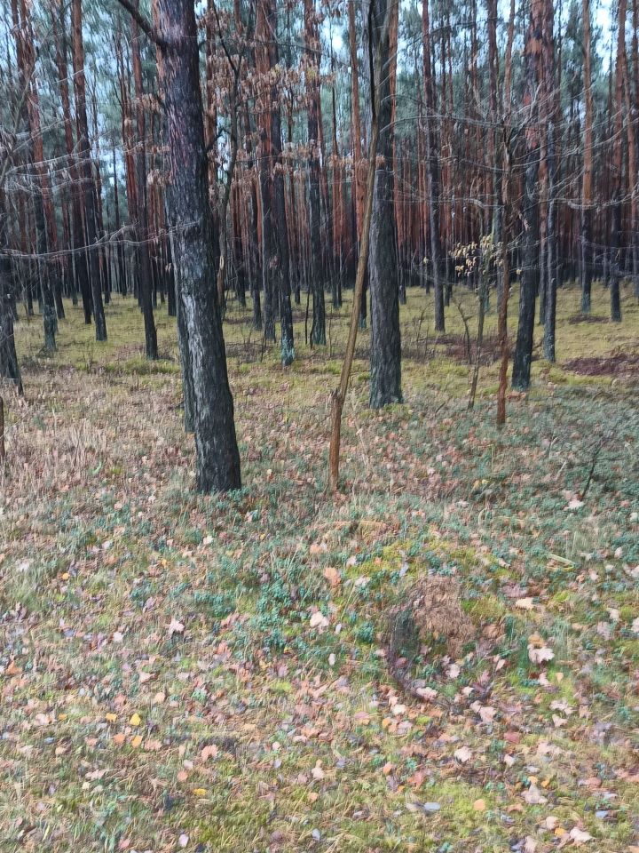 Działka leśna Cisza. Zdjęcie 3