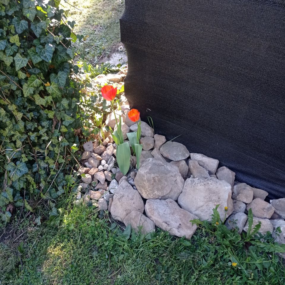 Działka rod Sosnowiec Kazimierz, ul. Limbowa. Zdjęcie 12