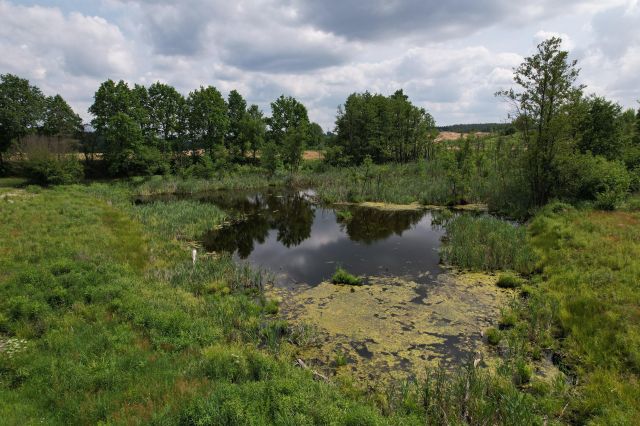 Działka rolno-budowlana Chojno. Zdjęcie 6