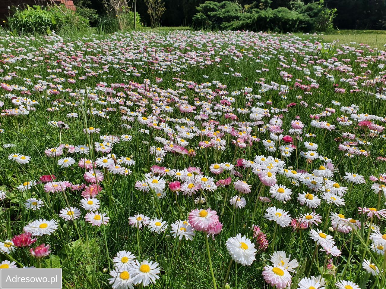 Działka rod Okołowice. Zdjęcie 9