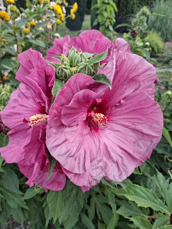 Działka rekreacyjna Wrocław Fabryczna, ul. Wojanowska. Zdjęcie 19