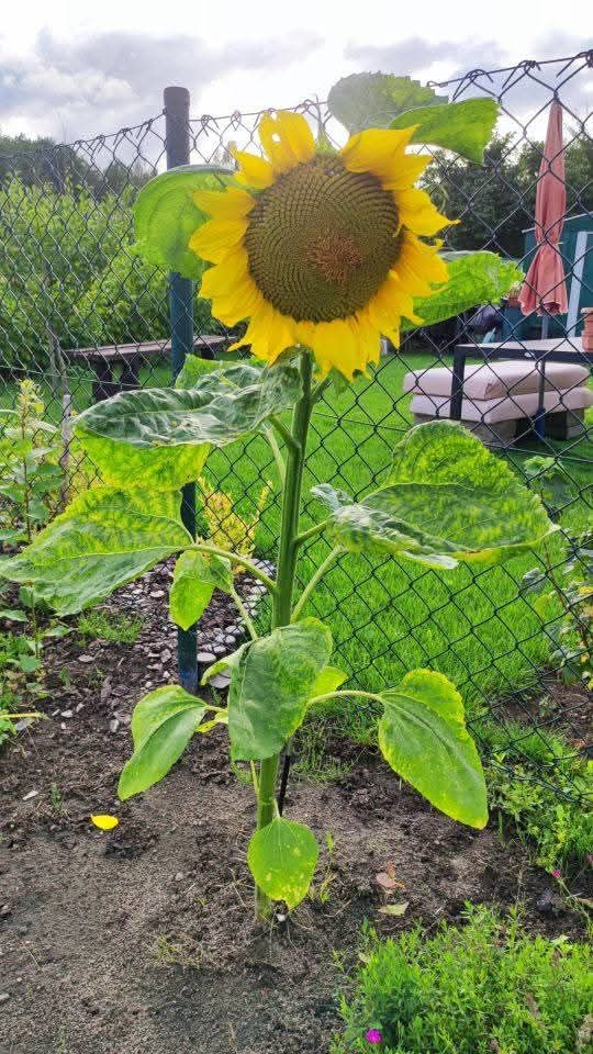 Działka rod Węgorzewo, ul. Braci Ejsmontów. Zdjęcie 6