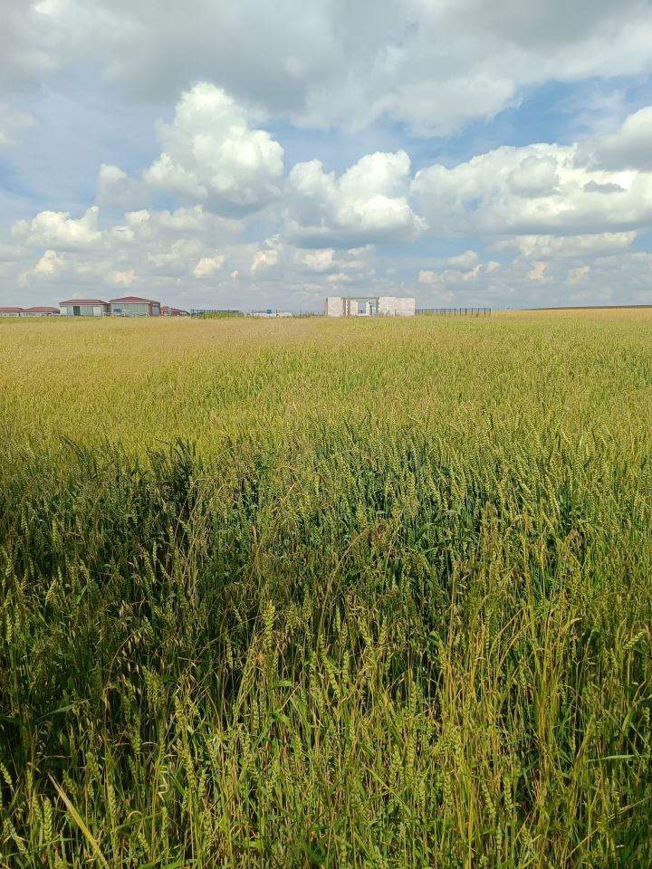 Działka budowlana Depułtycze Królewskie. Zdjęcie 3