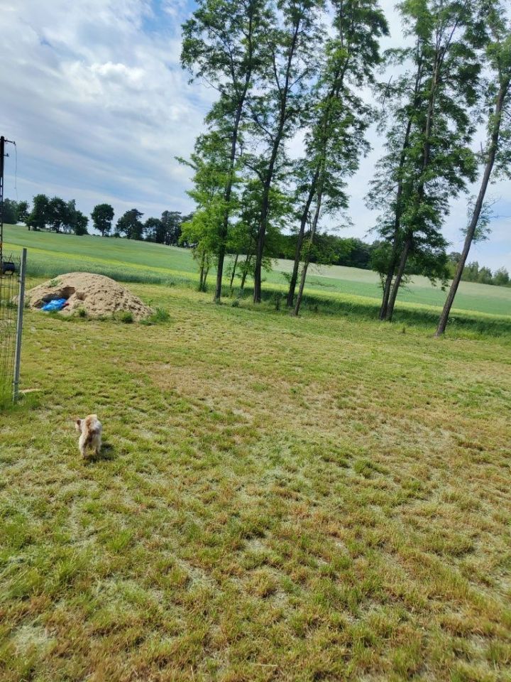 Działka rolna Koziołki. Zdjęcie 3