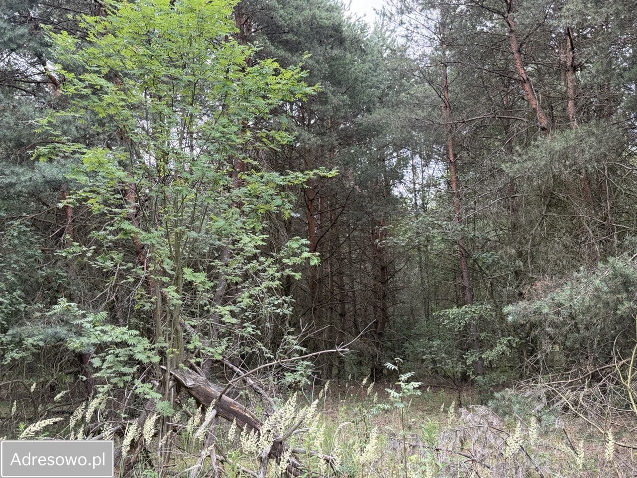 Działka rolna Lindów. Zdjęcie 2