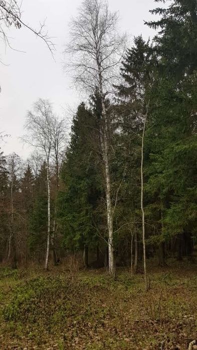 Działka Rubcowo. Zdjęcie 5