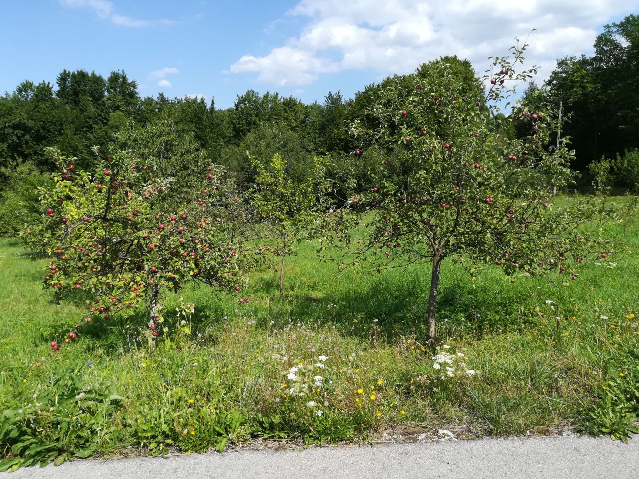 Działka inna Skawinki, ul. Leszczynowa. Zdjęcie 9