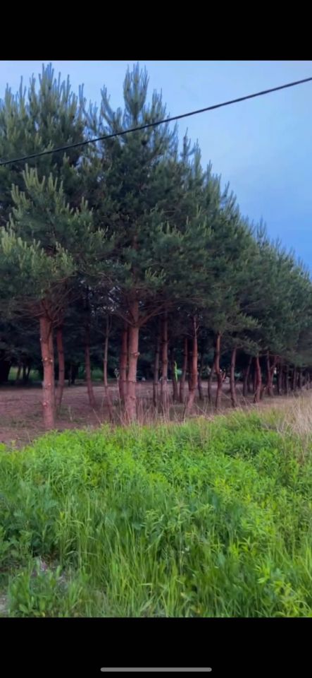 Działka budowlana Wąsy-Kolonia. Zdjęcie 4