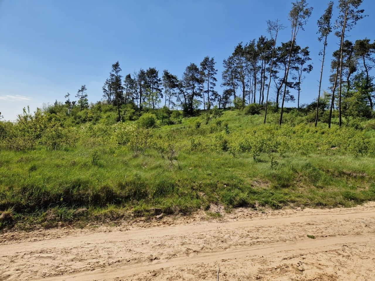 Działka leśna Nakło nad Notecią. Zdjęcie 7