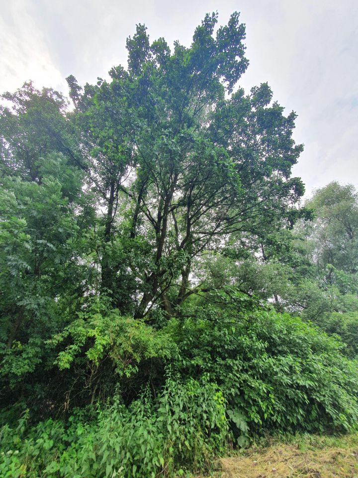 Działka rolna Głęboka. Zdjęcie 8