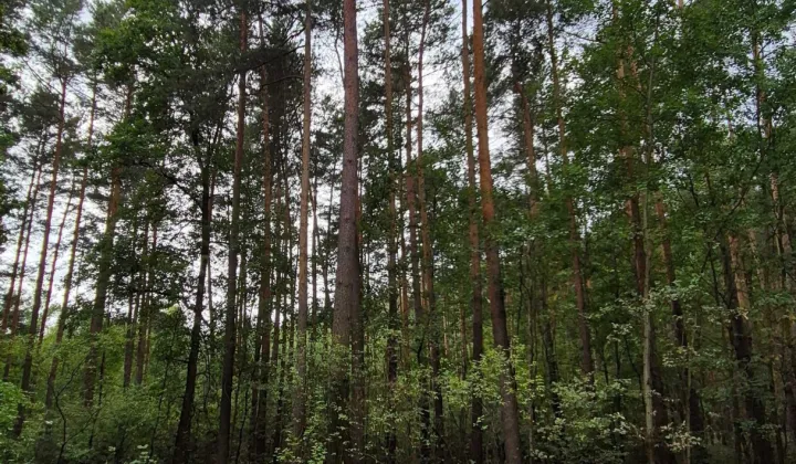 Działka leśna Mąkoszyce