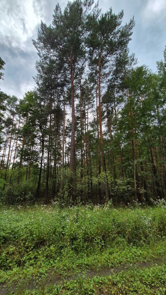 Działka leśna Mąkoszyce