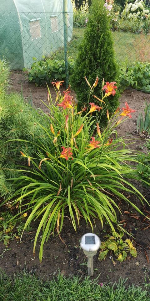 Działka rekreacyjna Wawrów. Zdjęcie 10