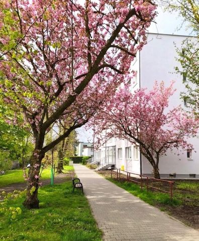 Mieszkanie 2-pokojowe Katowice Koszutka, ul. Klonowa. Zdjęcie 19