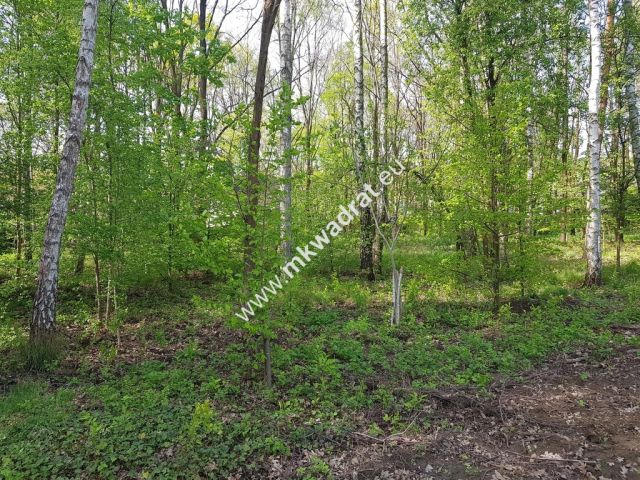 Działka budowlana Stare Budy Radziejowskie. Zdjęcie 1