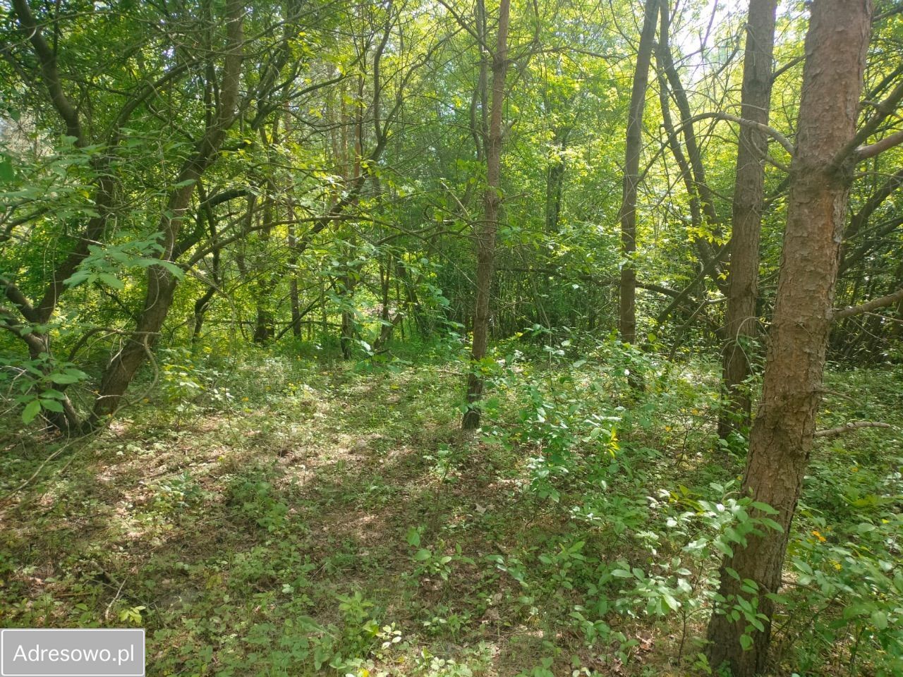 Działka rekreacyjna Nadkole. Zdjęcie 6