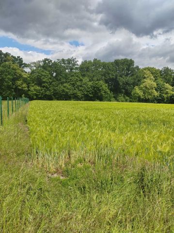 Działka rolno-budowlana Wierzchląd. Zdjęcie 1
