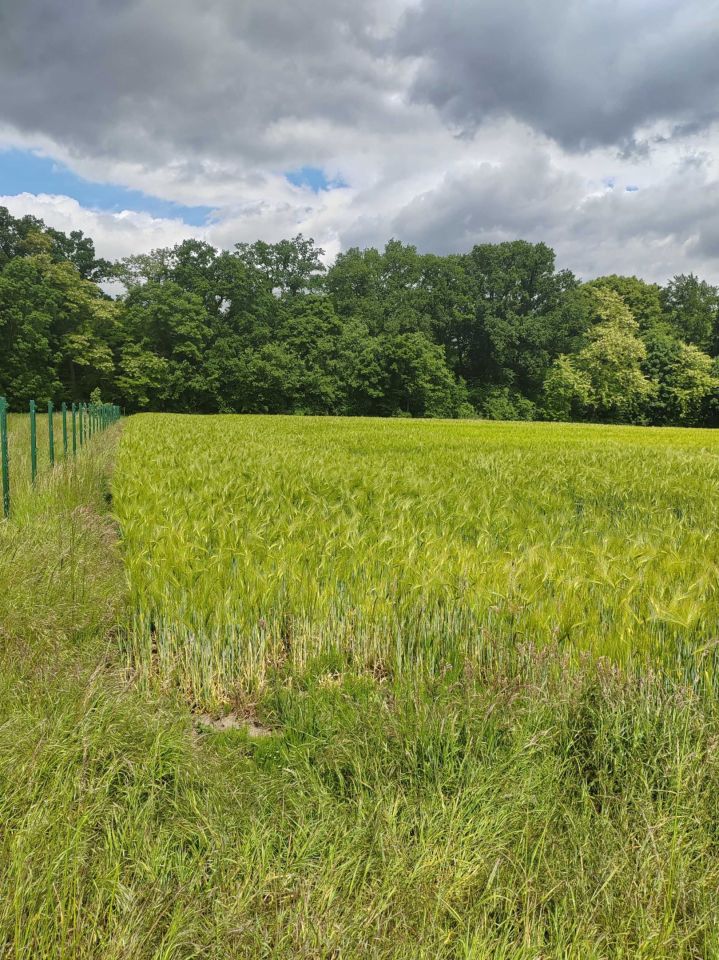 Działka rolno-budowlana Wierzchląd