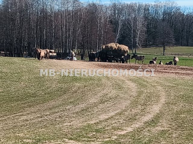 Działka rolna Parcz. Zdjęcie 3