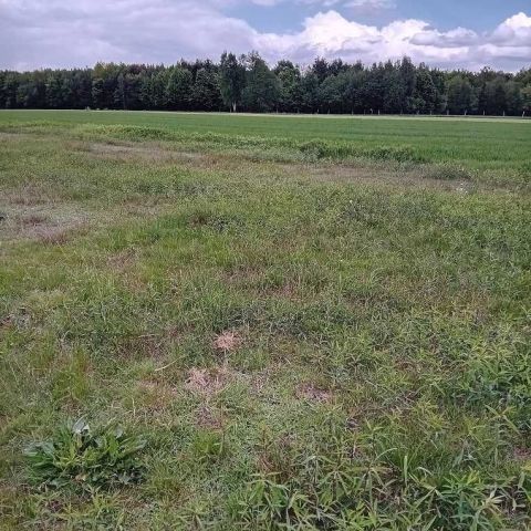 Działka budowlana Mołodycz Wola Mołodycka. Zdjęcie 1