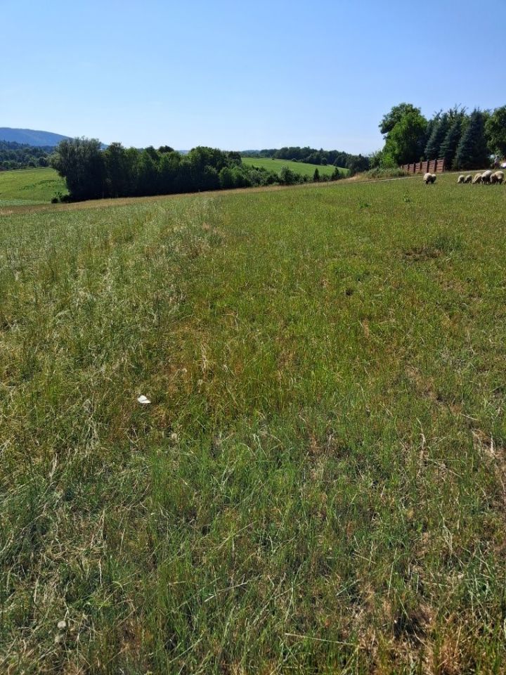 Działka budowlana Siołkowa. Zdjęcie 7