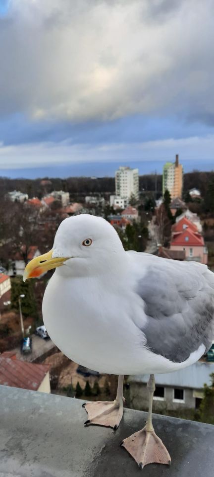 Mieszkanie 3-pokojowe Sopot Kamienny Potok, ul. Henryka Sienkiewicza. Zdjęcie 23