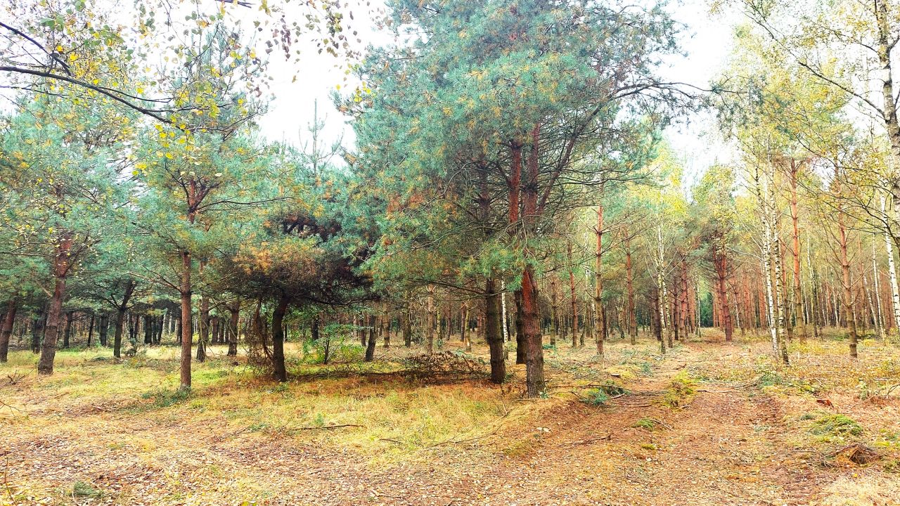 Działka rolna Dziektarzewo