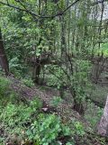 Działka rolno-budowlana Żółków. Zdjęcie 2