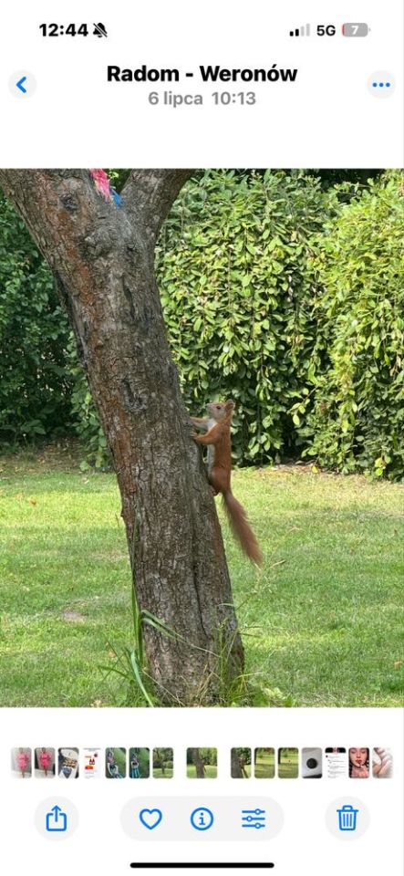 Działka rod Radom. Zdjęcie 5