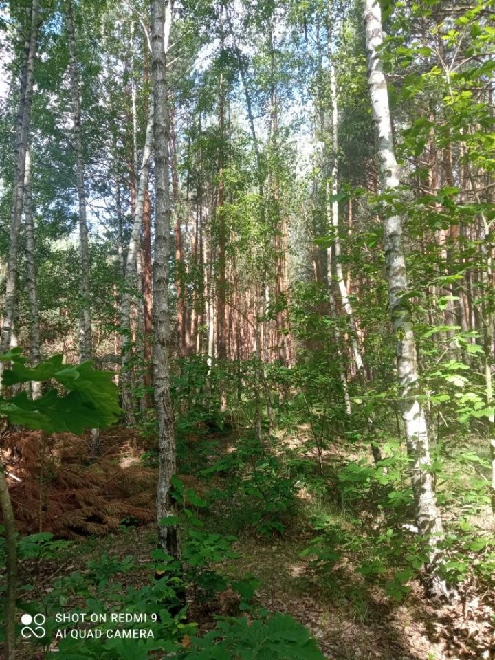 Działka leśna Janik. Zdjęcie 8