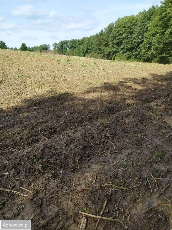 Działka siedliskowa Motycz. Zdjęcie 7