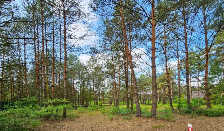 Działka leśna Kazimierzów