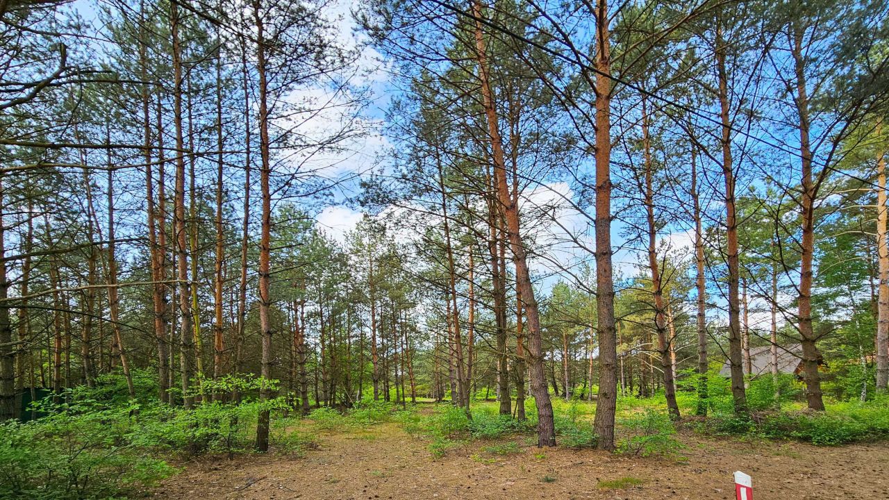 Działka leśna Kazimierzów