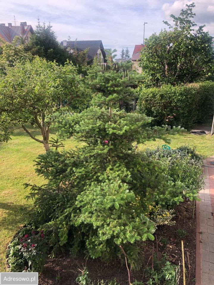 dom wolnostojący, 4 pokoje Pruszcz Gdański, ul. Stanisława Wyspiańskiego. Zdjęcie 8