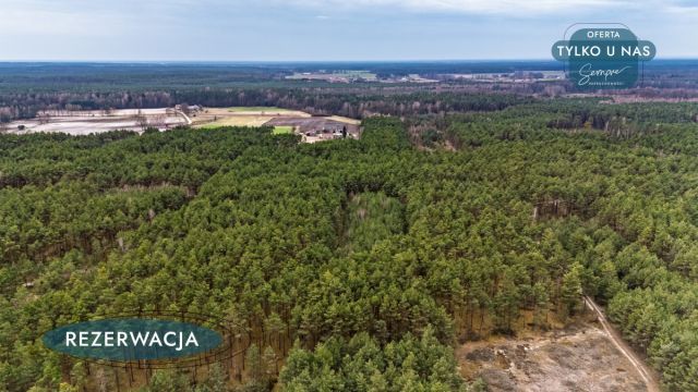 Działka leśna Kije. Zdjęcie 19