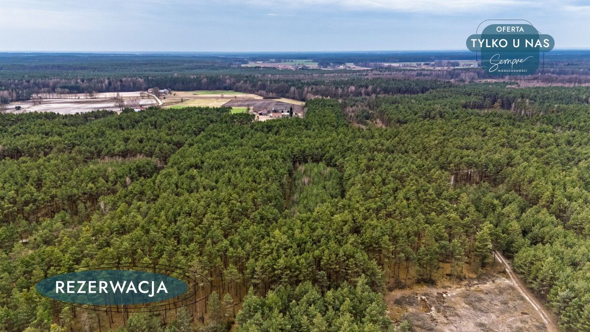 Działka leśna Kije. Zdjęcie 19