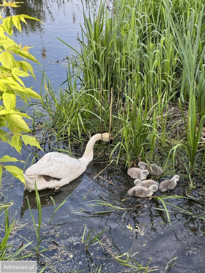 Mieszkanie 4-pokojowe Mińsk Mazowiecki. Zdjęcie 6