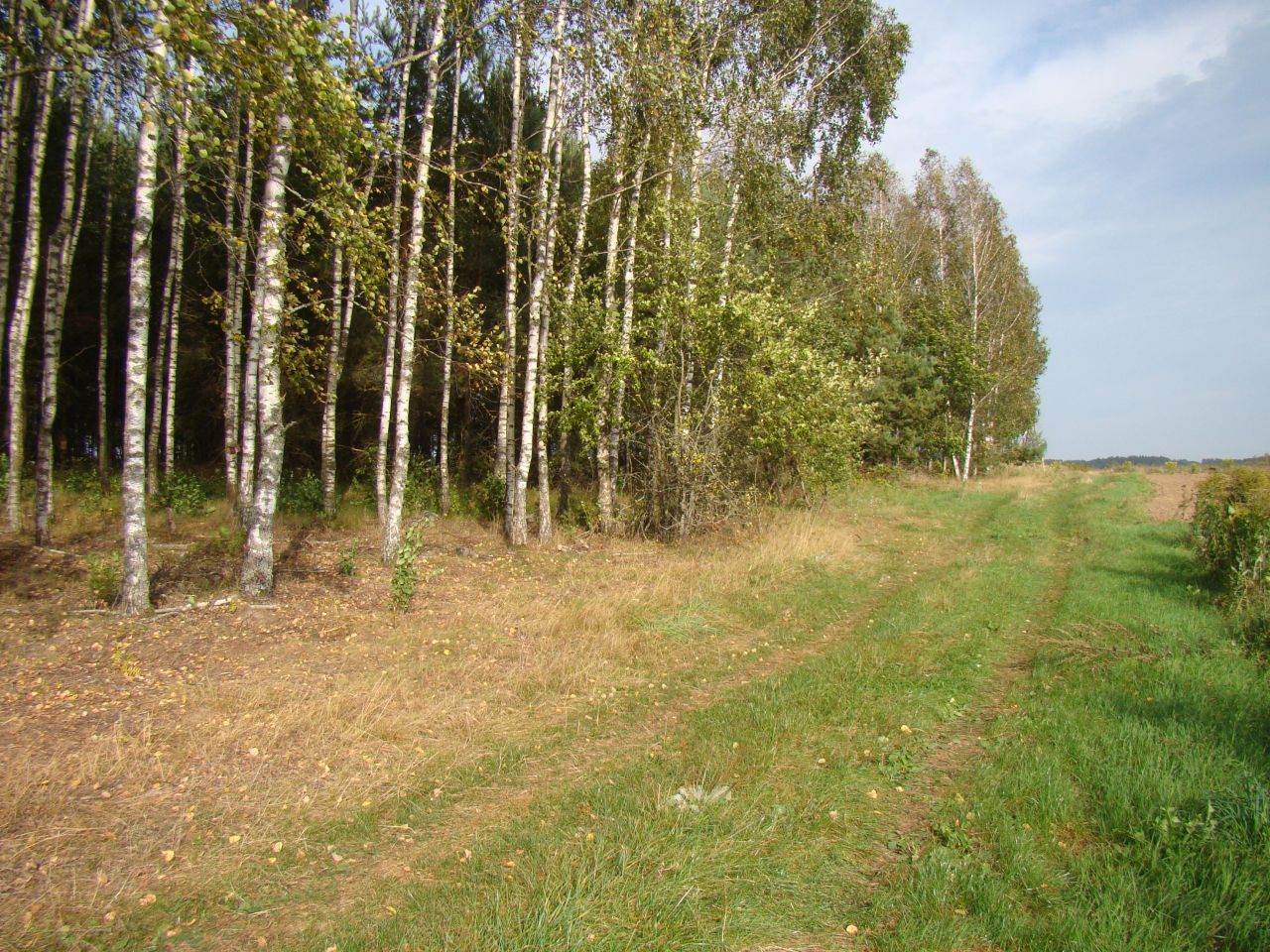 Działka rolna Wierzchlesie