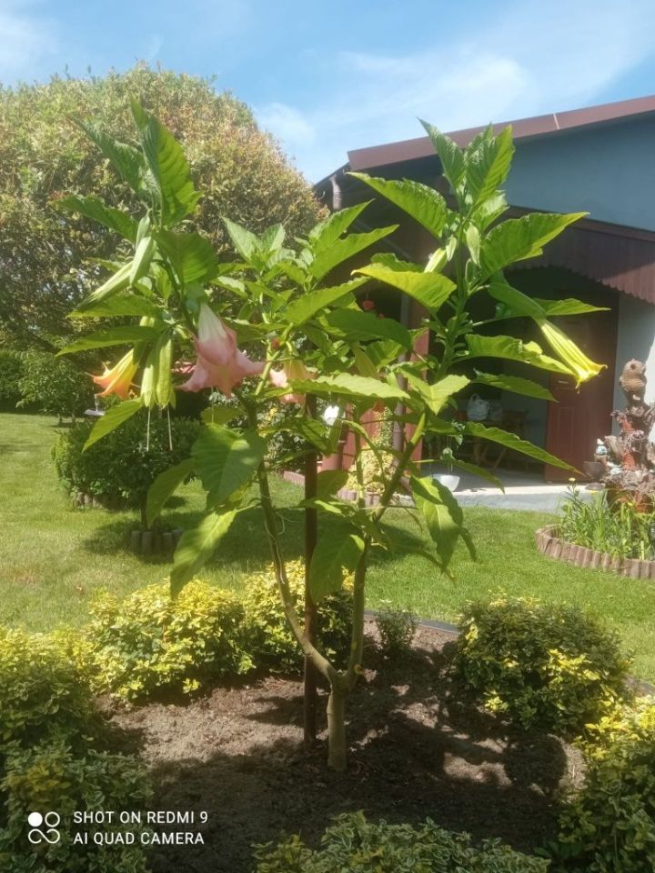 Działka rod Żory, ul. Okrężna. Zdjęcie 7