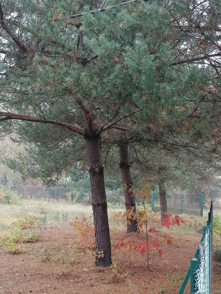 Działka rekreacyjna Orchówek. Zdjęcie 6