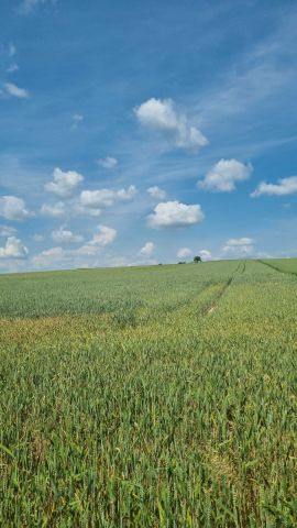 Działka rolna Staniowice. Zdjęcie 1