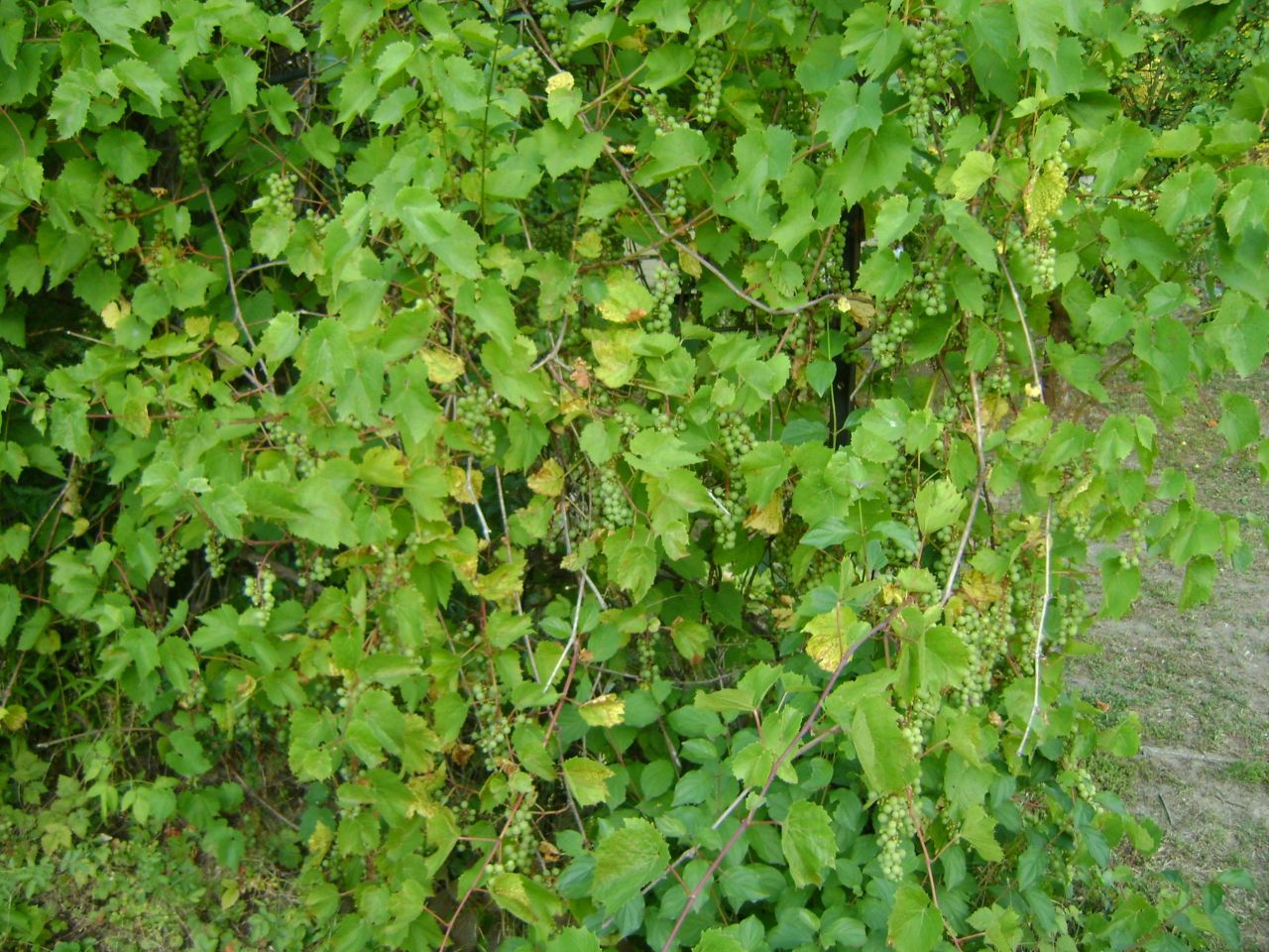 Działka rod Lublin Szerokie, ul. Nałęczowska. Zdjęcie 12