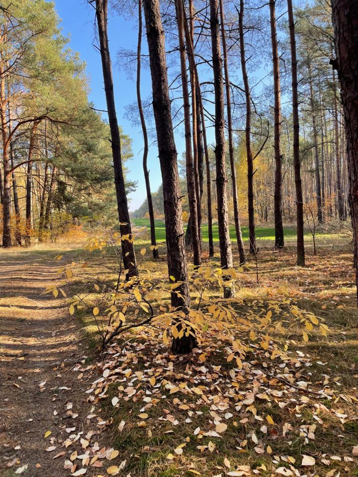 Działka rekreacyjna Wylatkowo, Wylatkowo. Zdjęcie 8