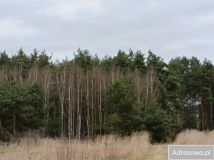 Działka Łowinia. Zdjęcie 3