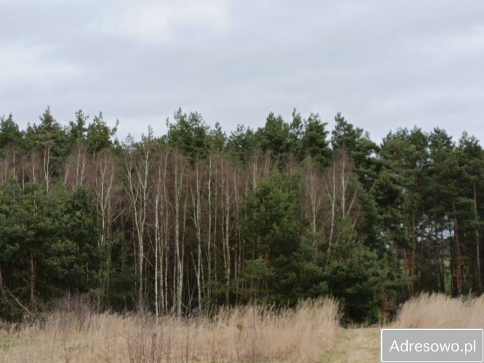 Działka Łowinia. Zdjęcie 4