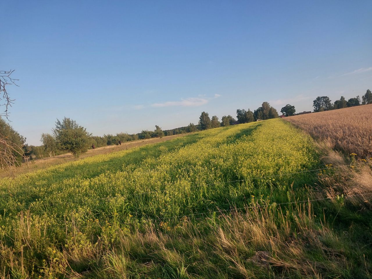 gospodarstwo, 4 pokoje Wola Starogrodzka. Zdjęcie 8
