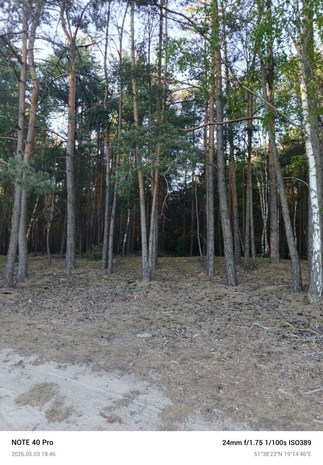 Działka leśna Przyrownica. Zdjęcie 3